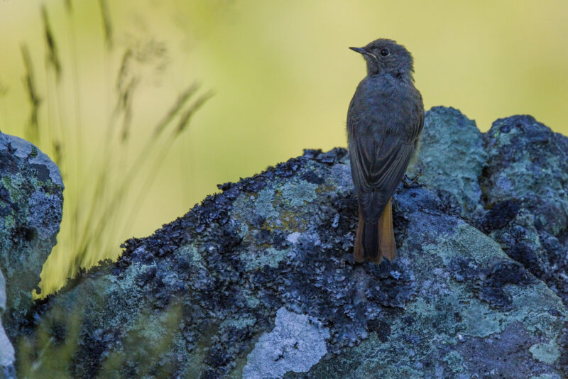 Rougequeue noir juvénile